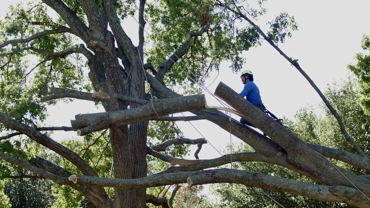 Professional Crown Thinning performed by certified arborists in Emelle